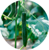 Cucumber Protection Solution