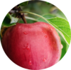 Apple Protection Solution