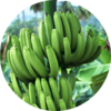 Banana Protection Solution