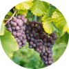 Grape Protection Solution