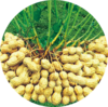Peanut Protection Solution